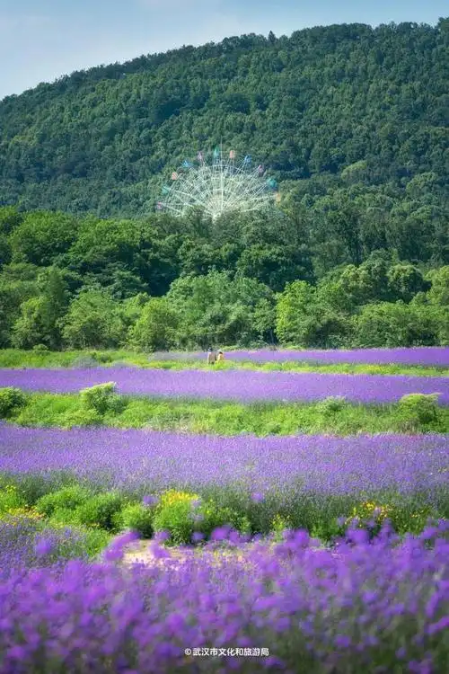 不远处有山林,摩天轮衬得花海更浪漫了距离花海不到3公里的中国建筑