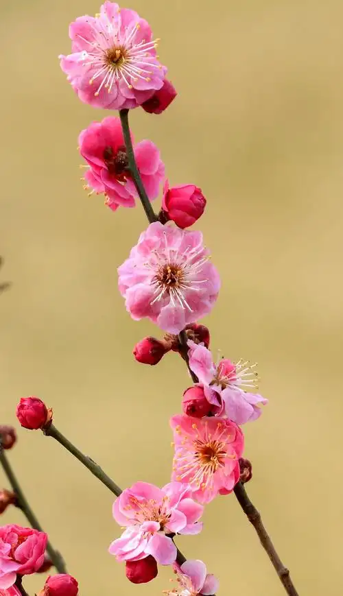 早春的梅花和桃花