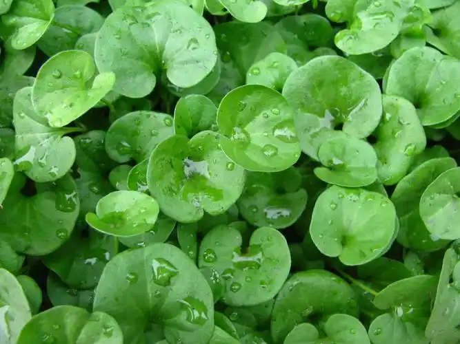 金钱草图片大全 金钱草的资料介绍-装修资讯-好设计装修网