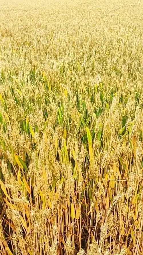 不要再下雨了,这边预计6月1日左右割麦#平舆#麦子熟了 #金色麦田