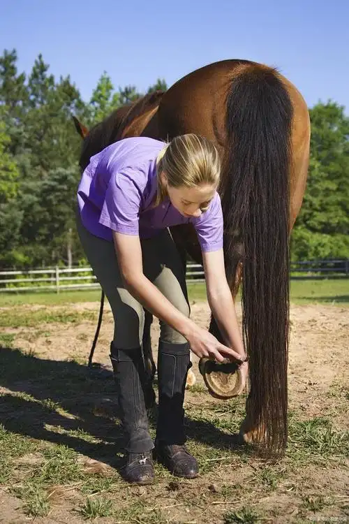 为什么要钉马掌?铁钉打进马掌里,马儿会感觉到疼吗?