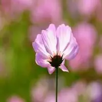 八色格桑花微信头像【点击鼠标右键下载】