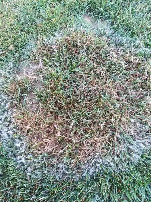 草坪褐斑病正在暴发,如何防病,治病?