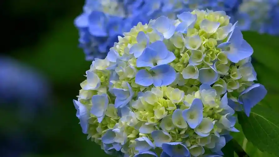 男生送绣球花的用意