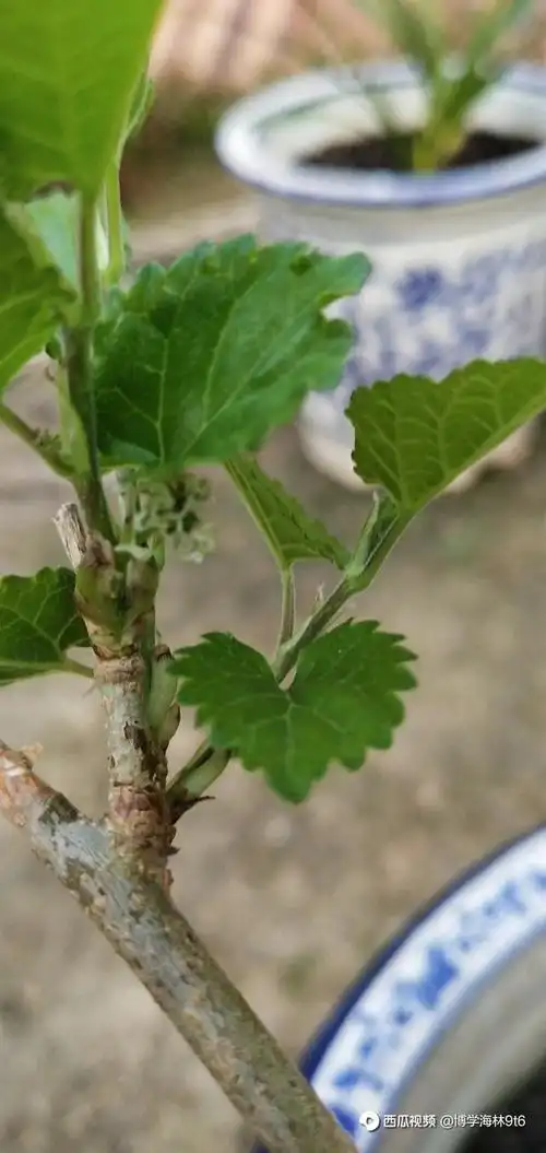 网购的红梅长出叶子了,现在能看出是红梅还是木槿吗?怎么区分?