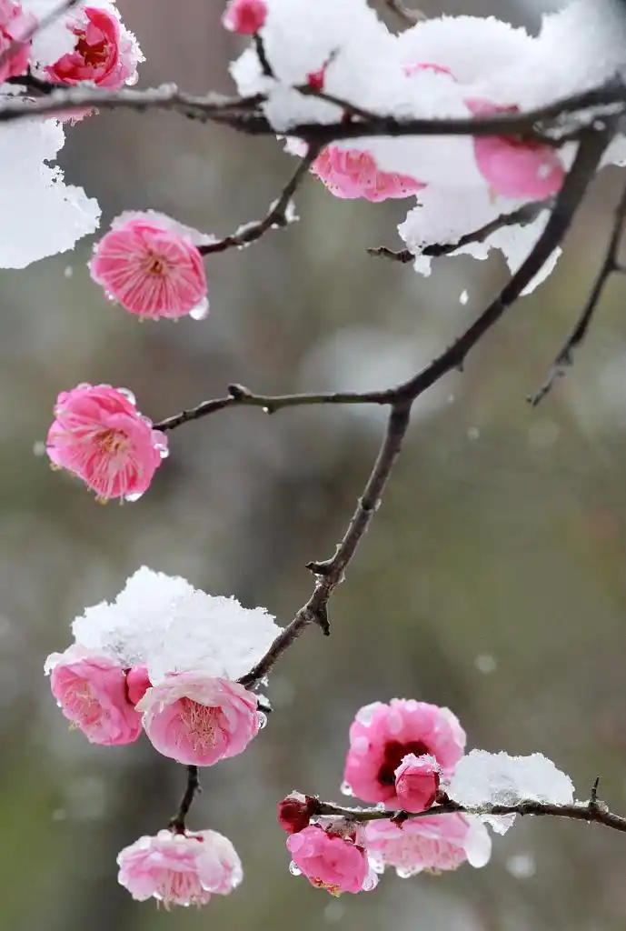 多地梅花凌寒盛开暗香浮动