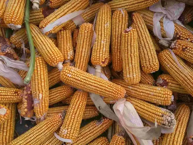 宁夏红禾种子有限公司-大棒高产玉米新品种——df636