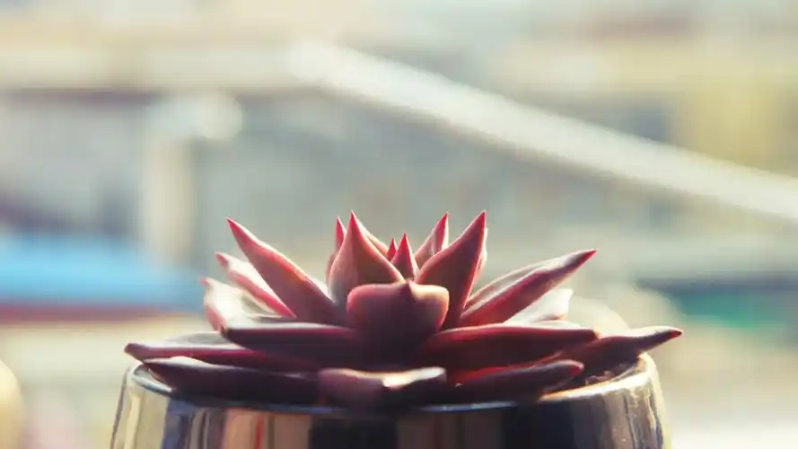 【v粉壁纸】小清新室内盆栽多肉植物高清壁纸