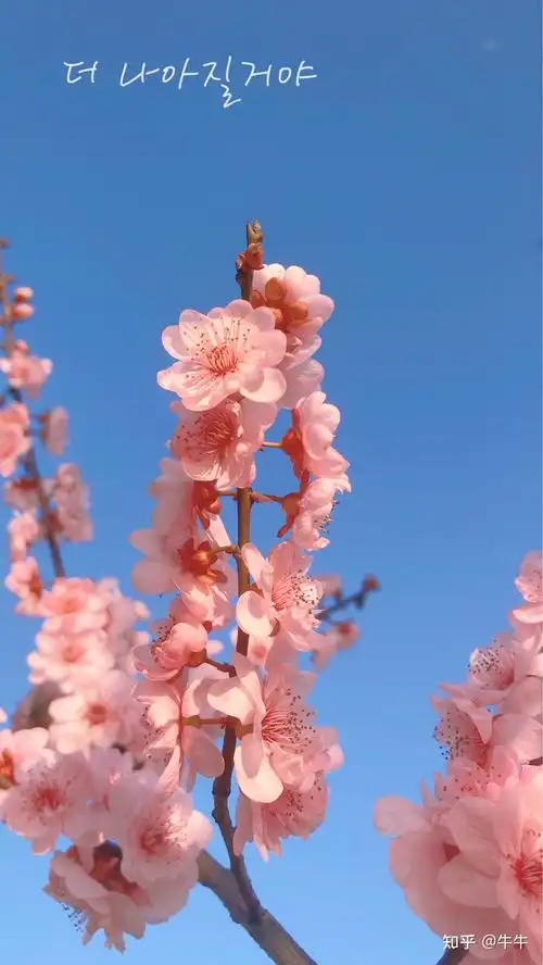 有哪些风景照片特别适合做背景