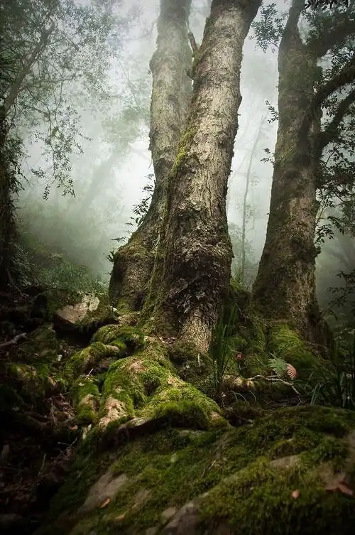 森系幽静森林意境图片