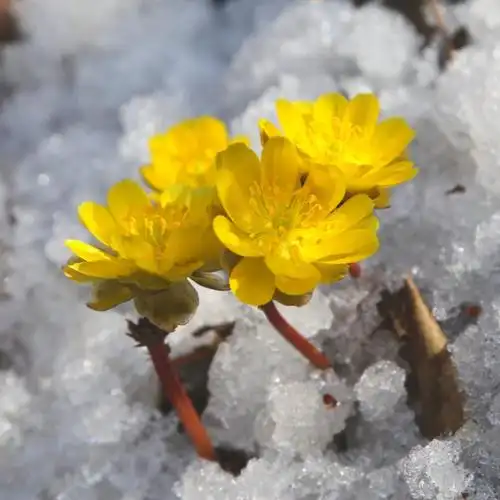 冰凌花出生在冰天雪地的冬季,花朵金黄,顶冰而出,有着千山雪莲花的