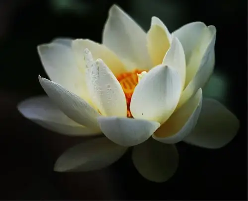 妙乐长老的莲花诗～微妙香洁莲九品,花开见佛悟无生