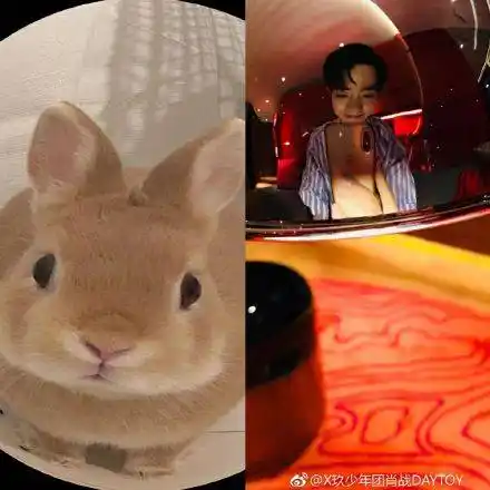 肖战与兔子撞脸合集分享呆萌肖兔子收割姨母心