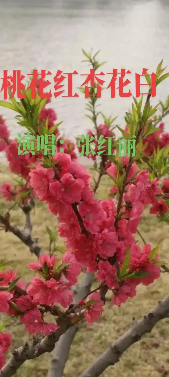 欣赏歌曲,享受生活. 一曲张红丽的巜桃花红杏花白》会让这个冬 - 抖音