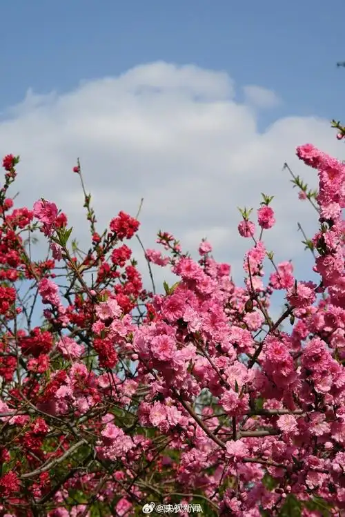 690_1034竖版 竖屏