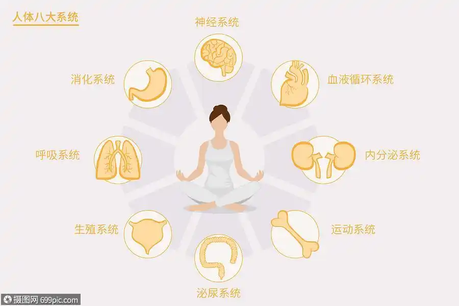 医疗健康人体八大系统矢量插画泌尿系统医学