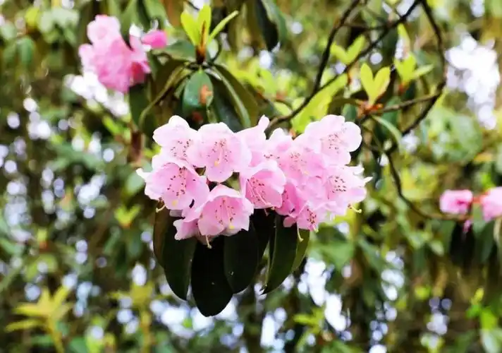 最美的"高山杜鹃"送你满山浪漫……附赏花路线!