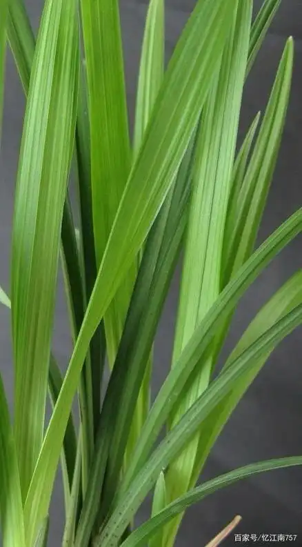 刚柔兼具的兰草春剑有多美