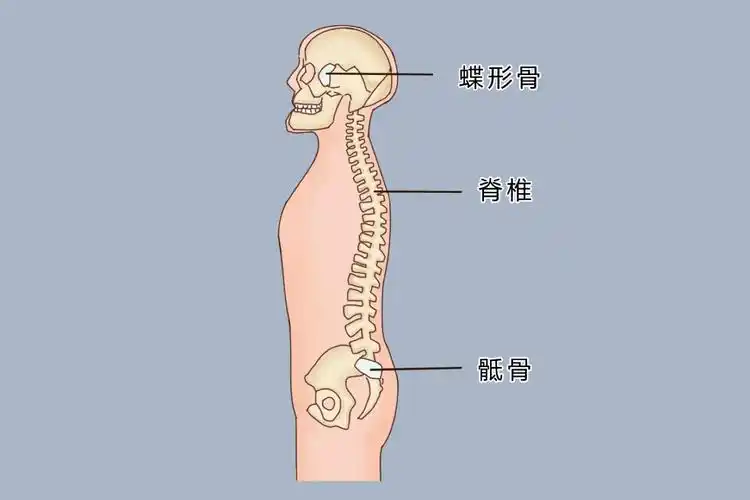 骶骨位置图