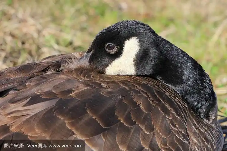 特写,加拿大黑雁,石砌,呷呷叫,自然