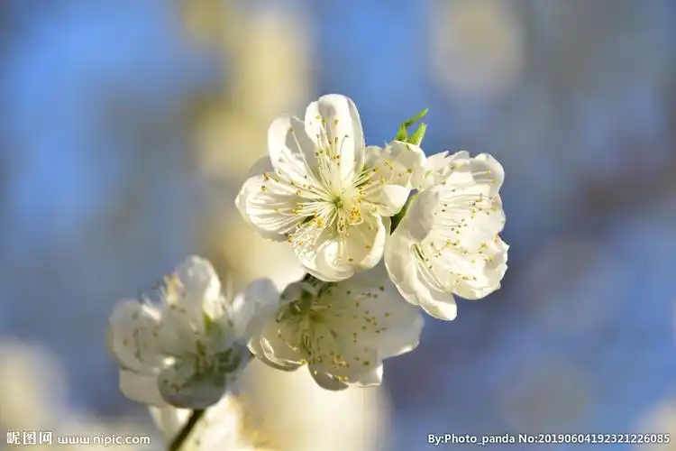 白桃花近景