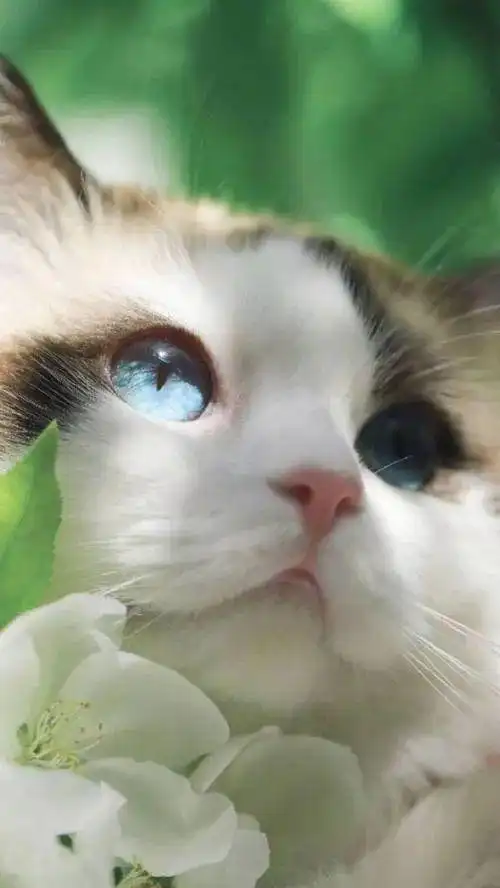 可爱猫咪壁纸,卖萌