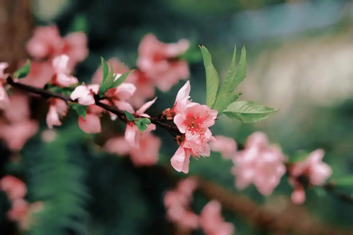 "心中若有桃花源,何处不是水云间" #桃花 #唯美意境 #原 - 抖音