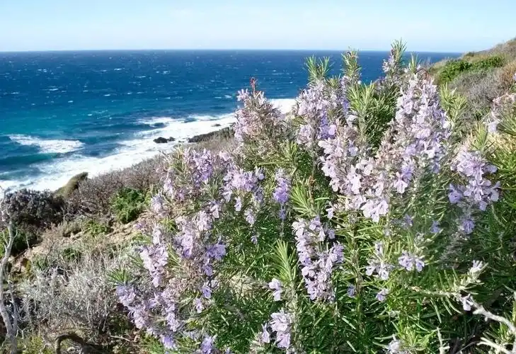 香草族群中拥有高知名度,英文名rosemary是玫瑰rose与玛丽mary的组合