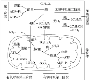 【答案】c 【解析】 有氧呼吸和无氧呼吸的过程图解
