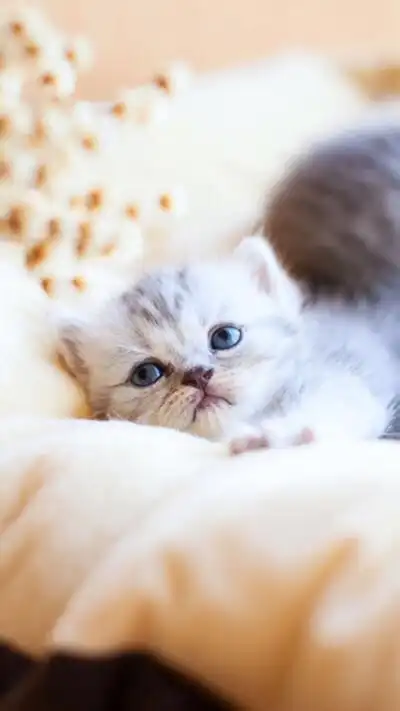 iphone6plus iphone6 锁屏 壁纸 平铺 可爱 猫猫 喵星人 猫咪 宠物