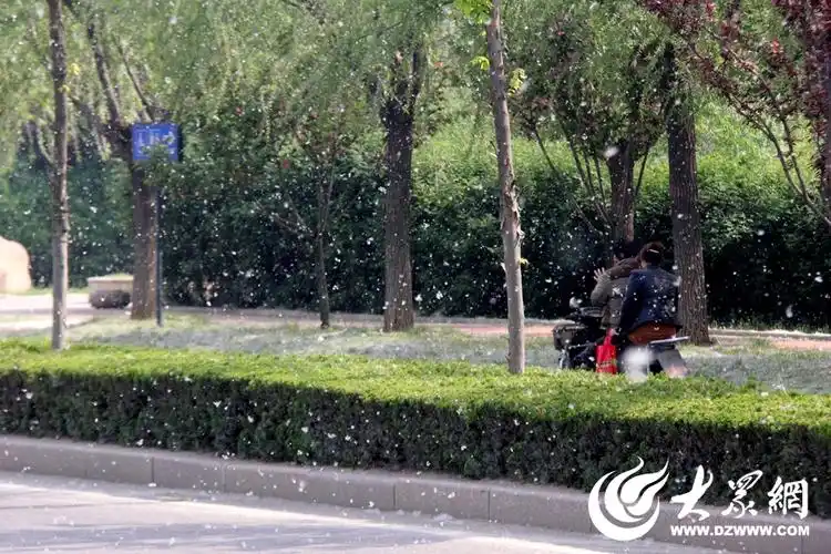 日照临沂路柳絮乱舞柳絮满天飞带来小烦恼