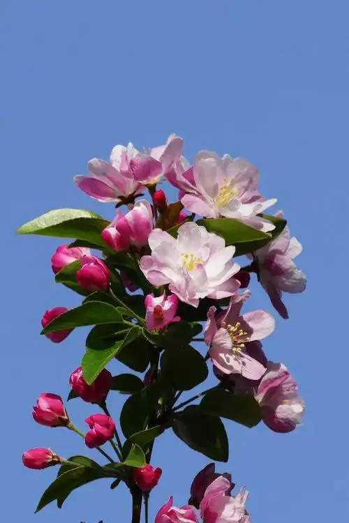 海棠花溪花盛开,清明时节寄情怀;期盼疫情早离开,绚丽多彩春常在