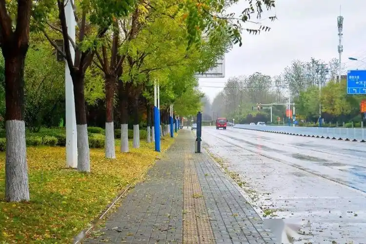 寻找邳州十大最美行道树就差你一票