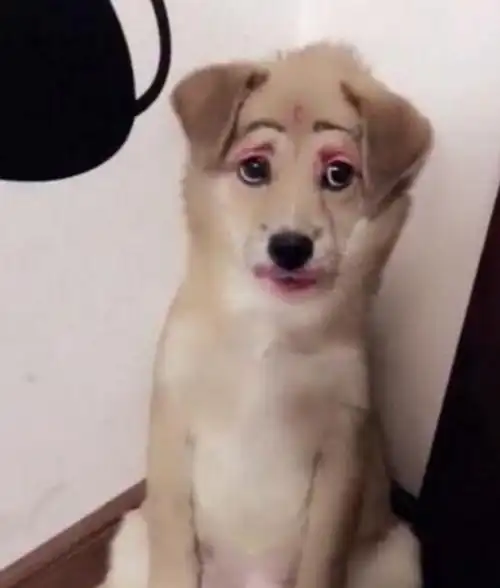 女主人闲来无聊给狗狗化妆,大红唇红眼睛,狗狗的样子笑喷众人|狗狗|唇