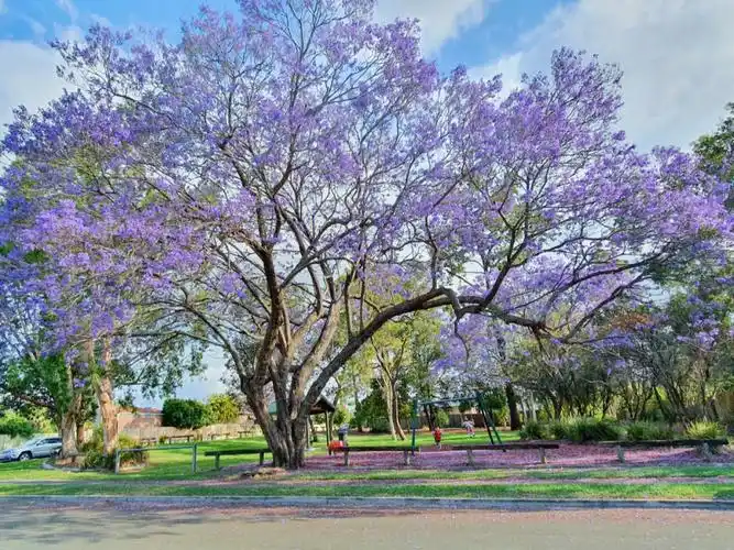 澳大利亚蓝花楹