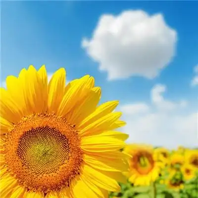 属虎招财好运微信头像属鼠微信头像招财转运2018