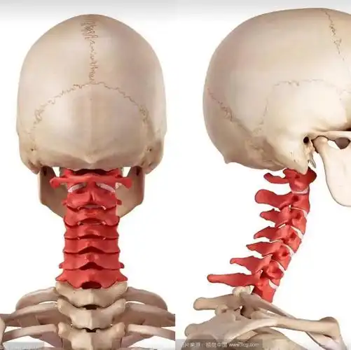 揭秘颈椎骨骼小秘密