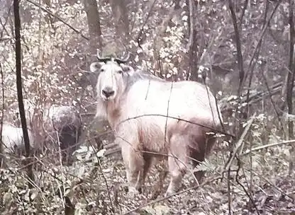 太白山景区野生羚牛组团来觅食|森林|野生动物|植被