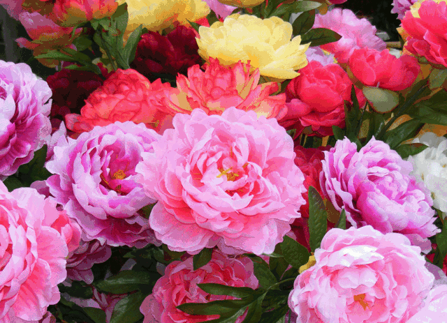 七绝 四首 牡丹花 文/辛金