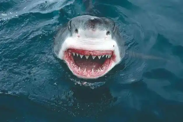 揭秘!"鲨鱼":比恐龙还古老的海洋霸主
