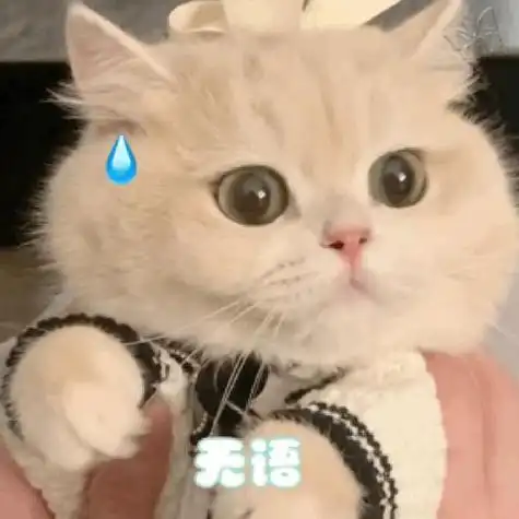 猫咪慈眉善目表情包可爱(猫咪慈眉善目表情包可爱图片)