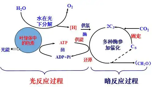 下图是绿色植物光合作用过程的图解,请据图回答.