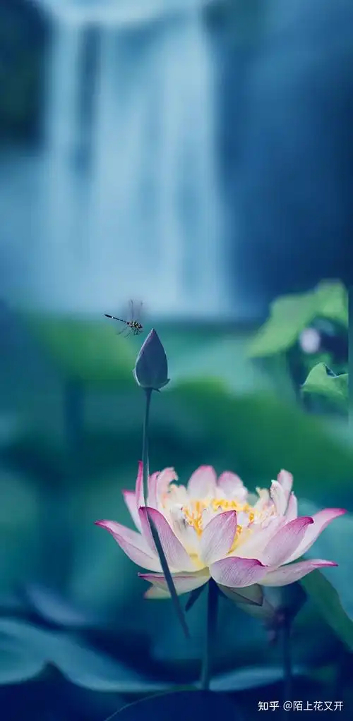 荷花壁纸荷花背景图夏天壁纸荷花海报素材