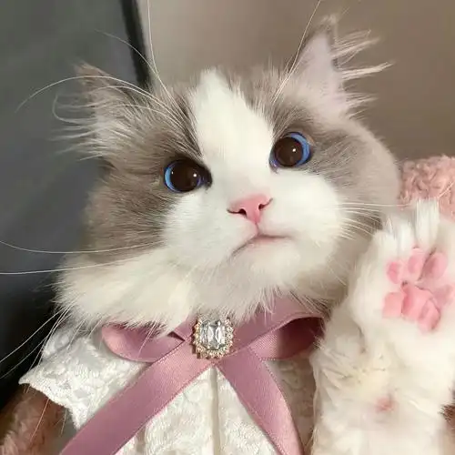 小猫咪的情侣头像来啦