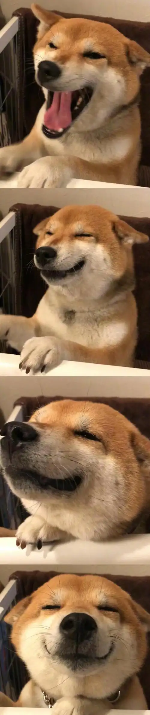 柴犬の微笑超治愈79797979 - 堆糖,美图壁纸兴趣社区