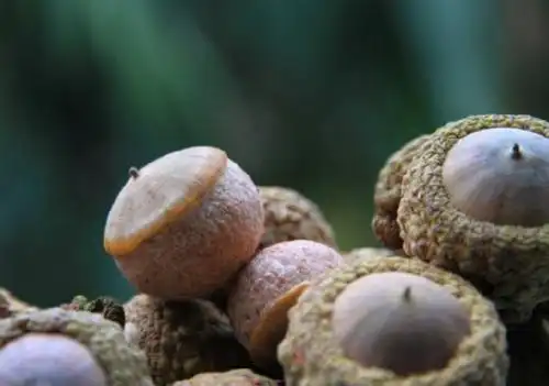 壮阳果枸杞子泡水喝壮阳效果好不好