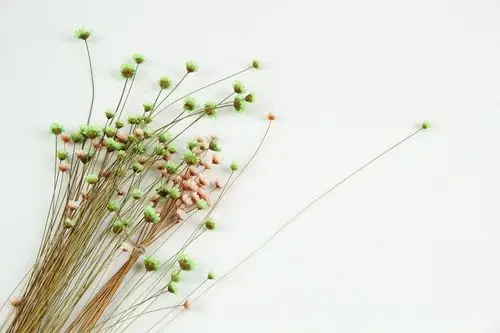 图片大全 设计素材 文艺小清新干花背景图片 > 文艺小清新干花背景