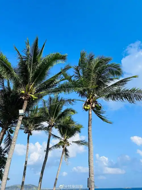 来三亚看椰子树
