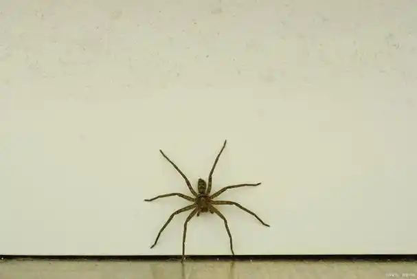 蜘蛛进家里怎么办?掌握这些方法,轻松应对