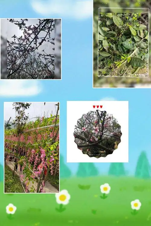 启蒙班"探寻春天的足迹"春游户外实际活动